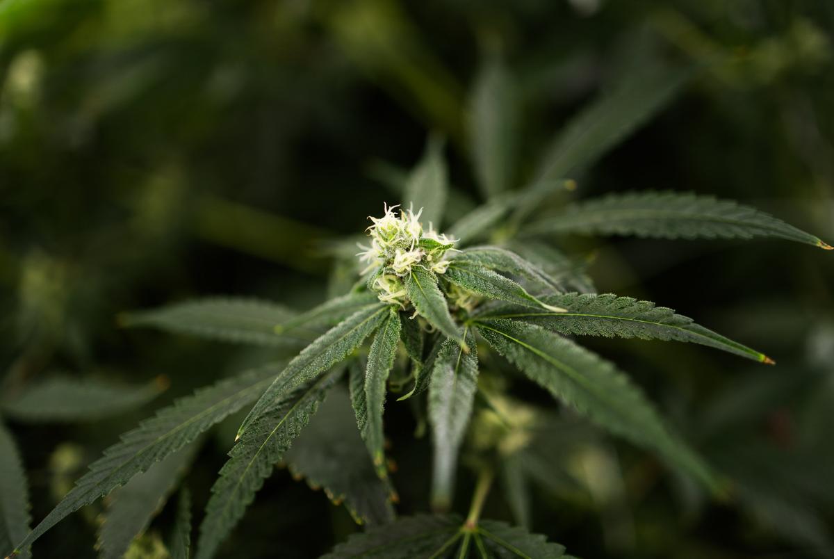 The Texas Original cannabis farm on Sept. 26, 2024. Texas Original is Texas’ first licensed medical cannabis distributor.